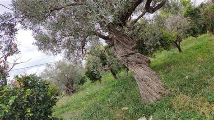 Can a tree feel?