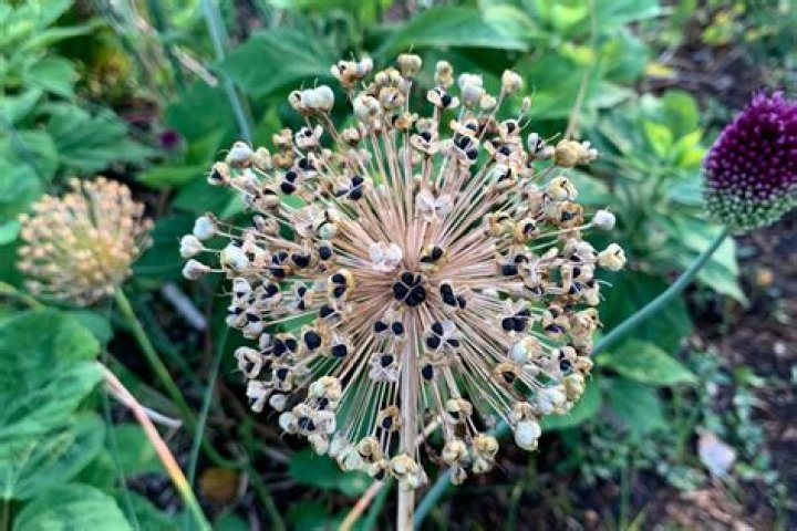 Can alliums be grown from seed?