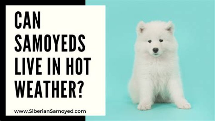 Can American Eskimo dogs live in hot weather?