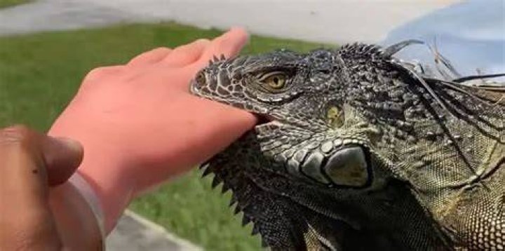 Can an iguana bite your finger off?