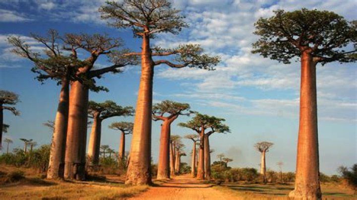 Can baobab trees grow in the United States?