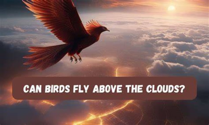 Can birds fly above the clouds?