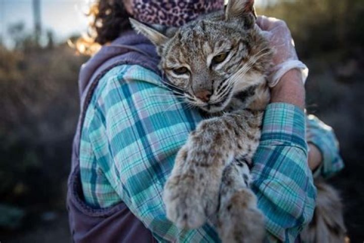 Can Bobcats be house pets?