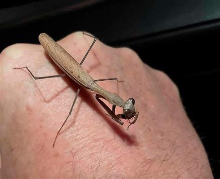 Can Brown praying mantis fly?