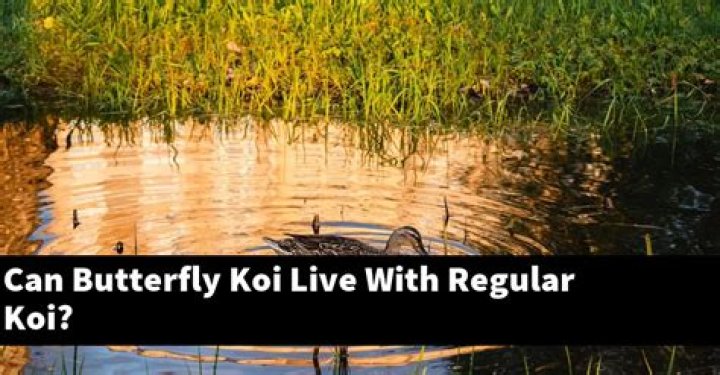 Can butterfly koi live with regular koi?