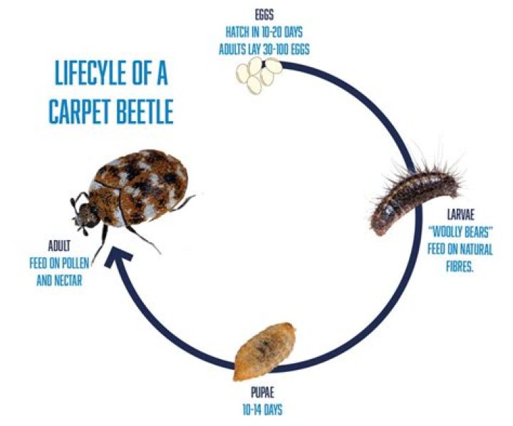 Can carpet beetles live on cats?
