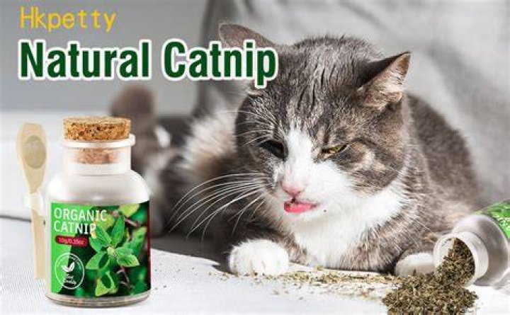 Can Catnip be bad for cats?