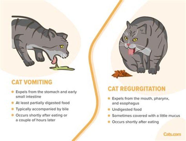 Can cats get sick from eating their own poop?
