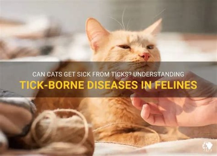 Can cats get sick from ticks?