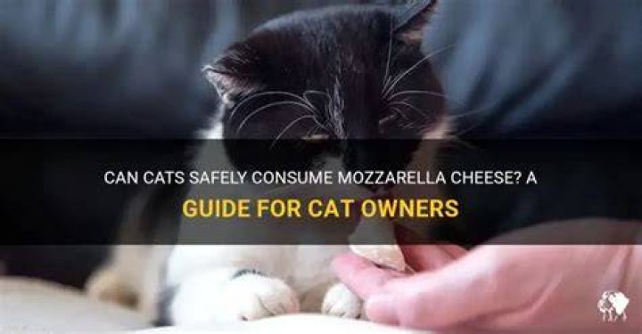 Can cats have mozzarella cheese?