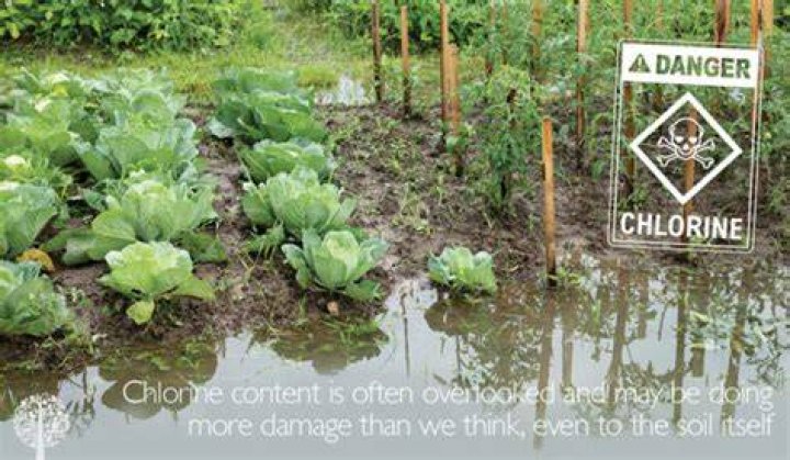 Can chlorine kill plants?