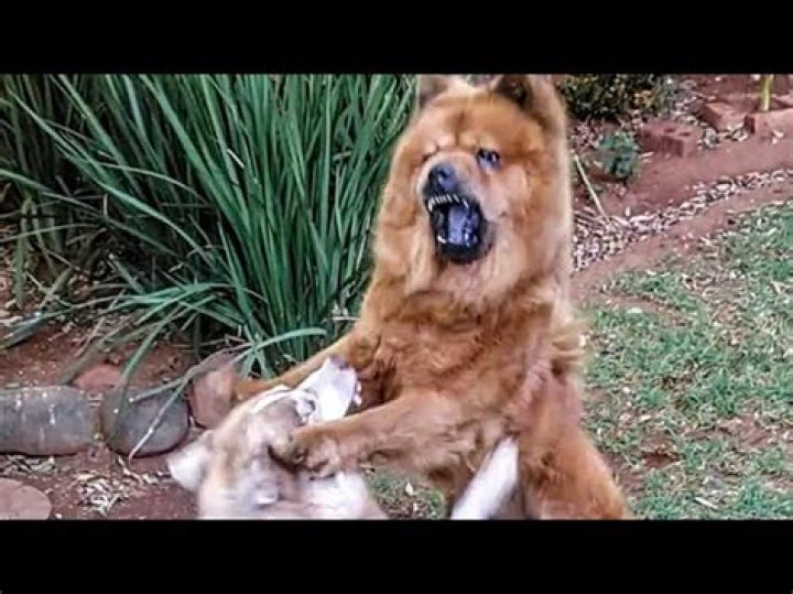 Can Chow Chows fight?