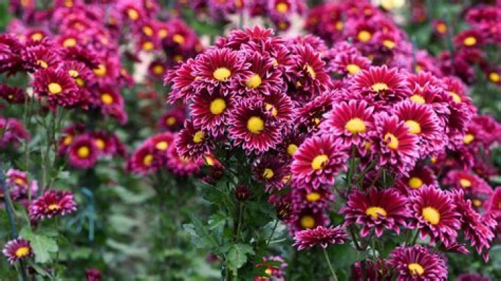 Can chrysanthemums survive a frost?