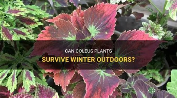 Can coleus survive winter outdoors?