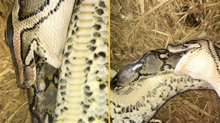 Can corn snakes eat people?