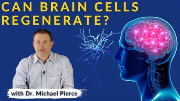 Can damage brain cells grow back?