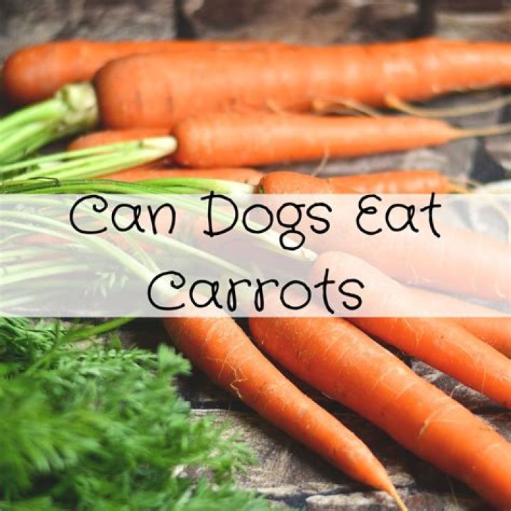 Can dogs eat frozen carrots?