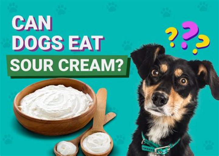 Can dogs eat sour cream?