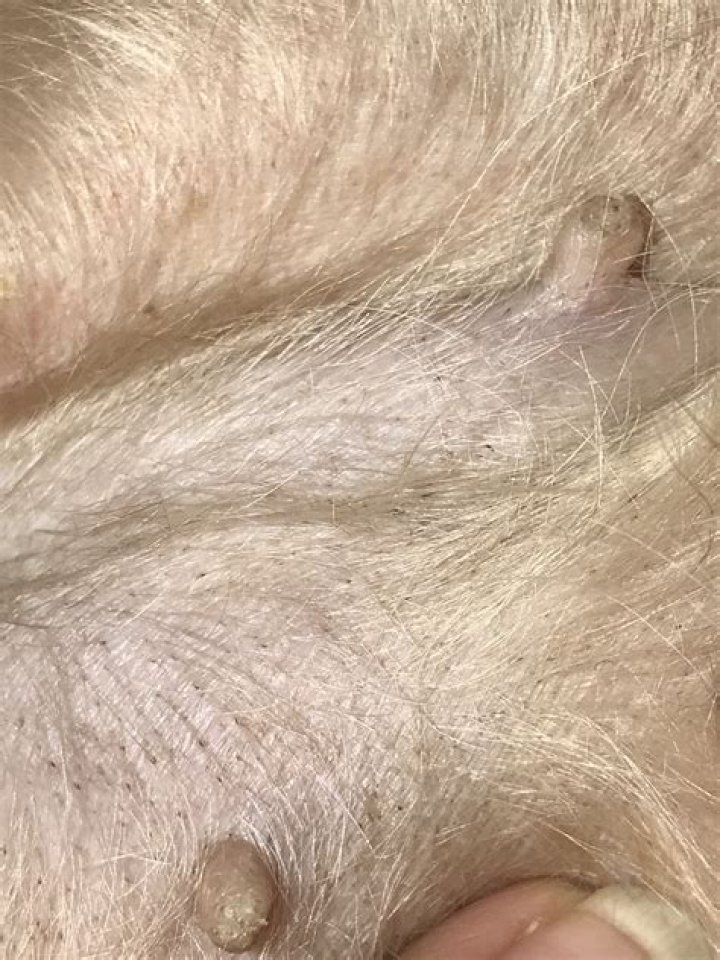 Can dogs get blackheads on their stomach?