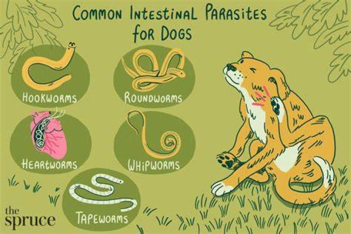 Can dogs get worms from chickens?