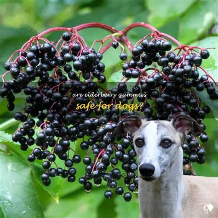 Can dogs have elderberry gummies?