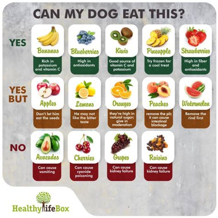 Can dogs have fruit?