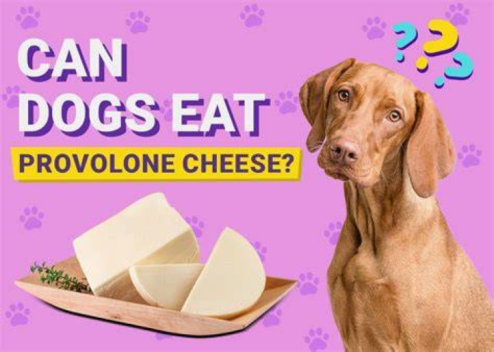 Can dogs have provolone cheese?