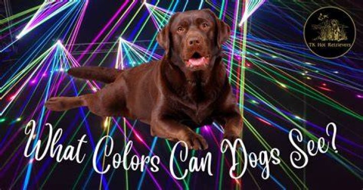 Can dogs see yamraj?