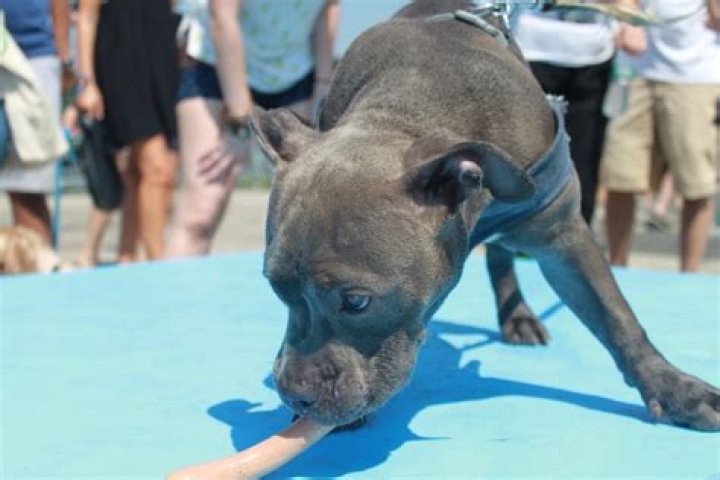 Can dogs smell human poop?