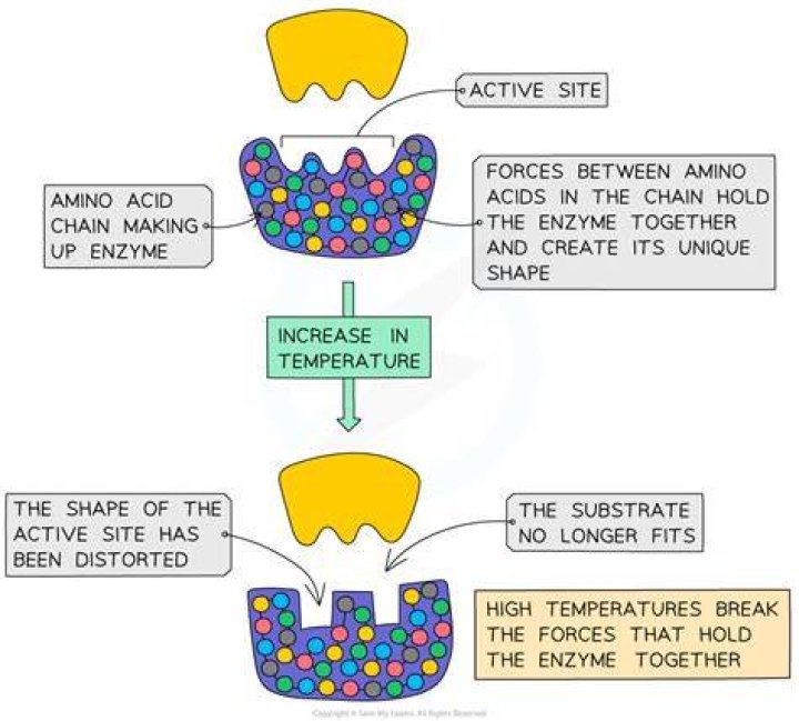 Can enzymes be reused and why?