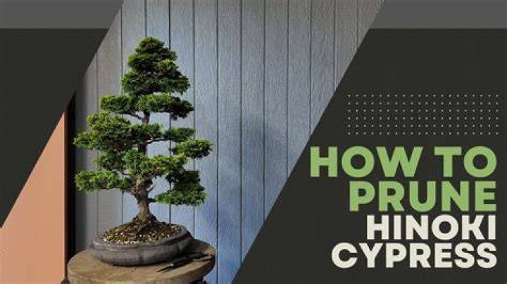 Can false cypress be pruned?