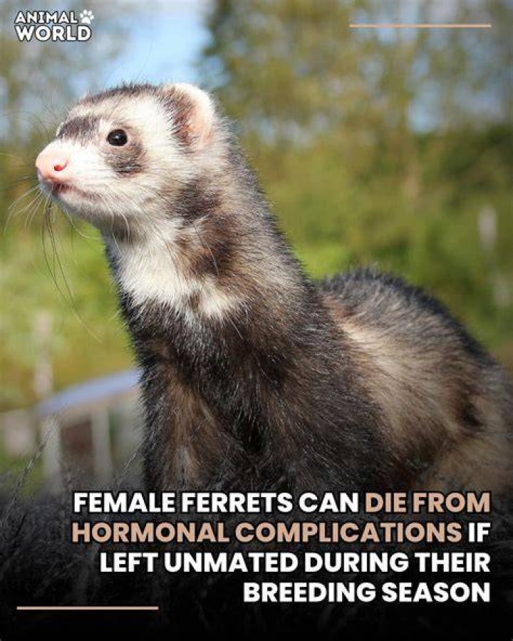 Can female ferrets die from not mating?