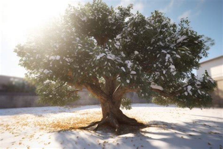 Can ficus trees live outside?