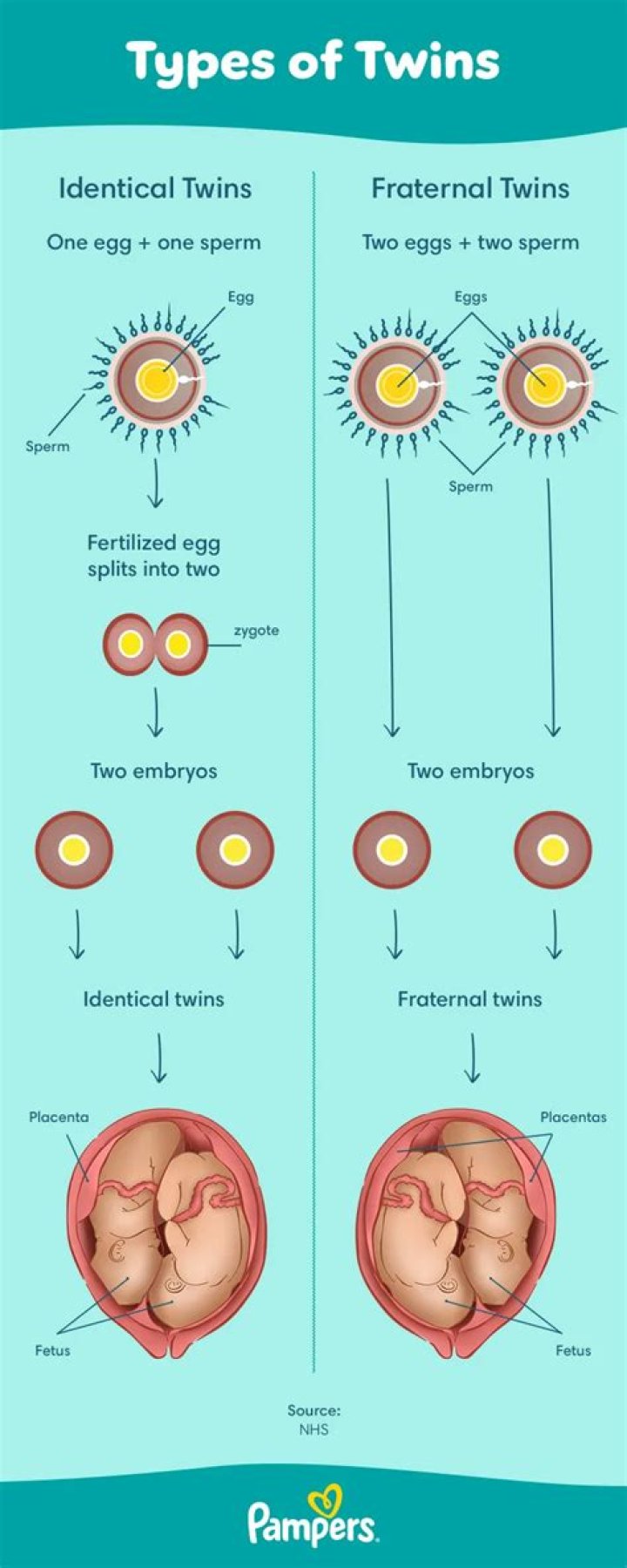 Can fraternal twins actually be identical?