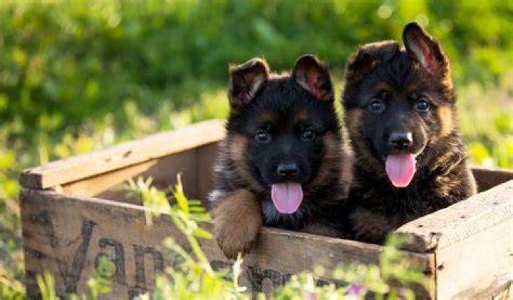 Can German Shepherd puppies sleep outside?