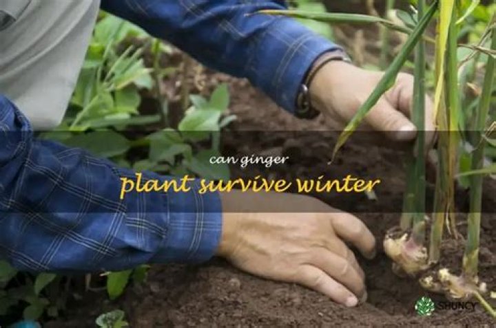 Can ginger plant survive winter?