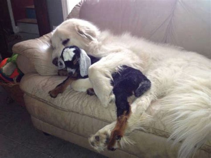 Can goats and dogs live together?