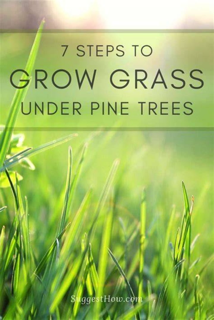 Can grass grow under pine trees?
