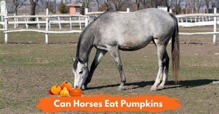 Can horses eat pumpkins?