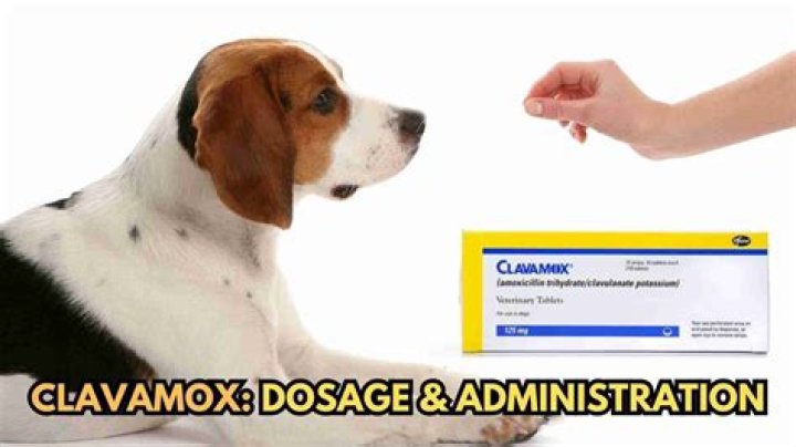 Can humans take dog clavamox?