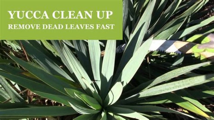Can I chop the top off my yucca?