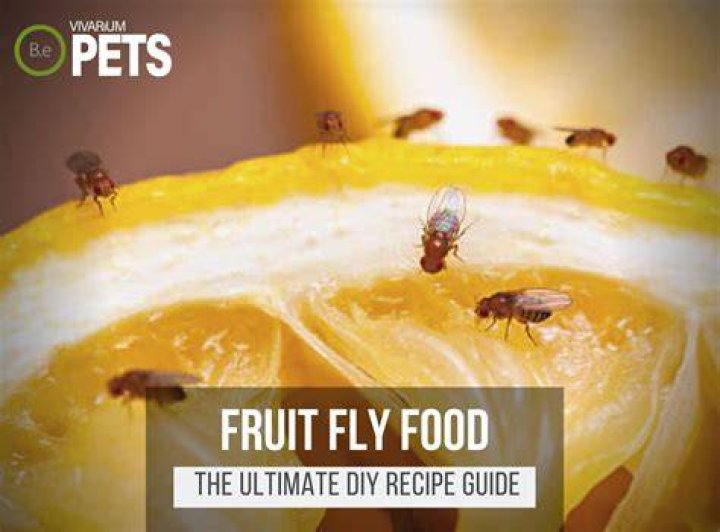 Can I eat food that has fruit flies on it?