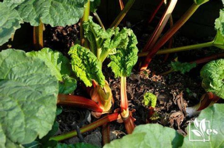 Can I eat wild rhubarb?