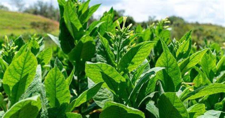 Can I grow a tobacco plant?