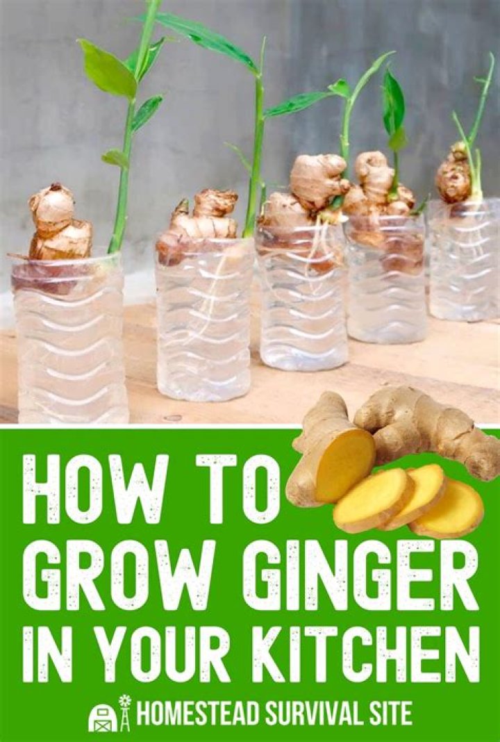 Can I grow ginger at home?