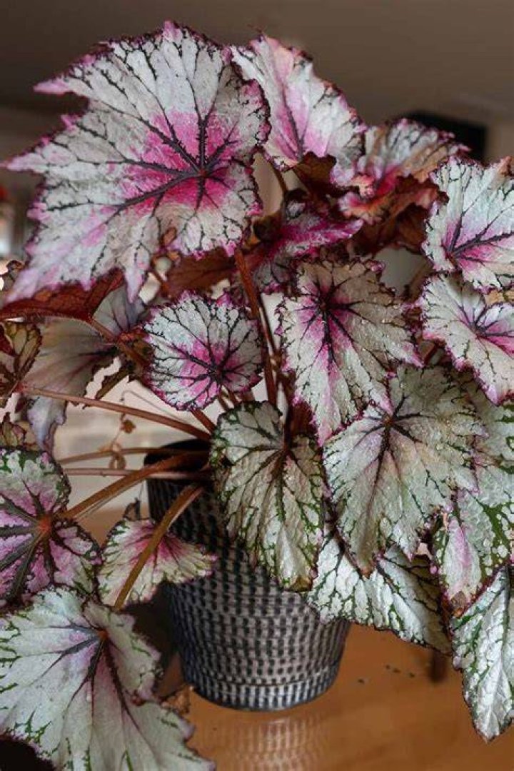 Can I keep a begonia indoors?