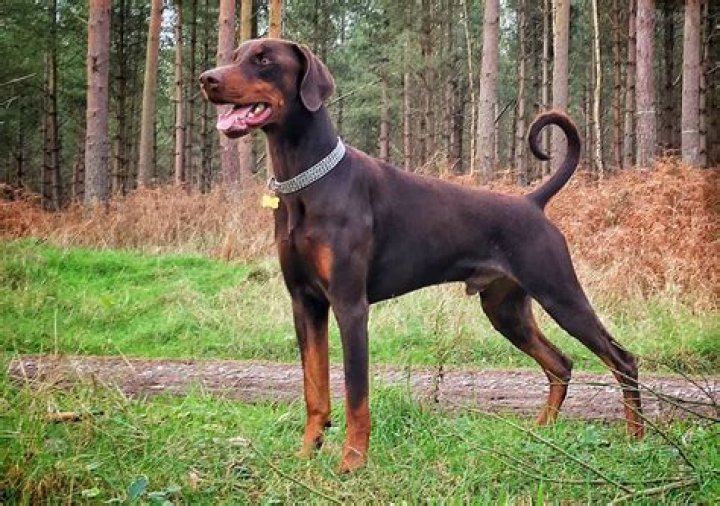 Can I keep my Doberman outside?