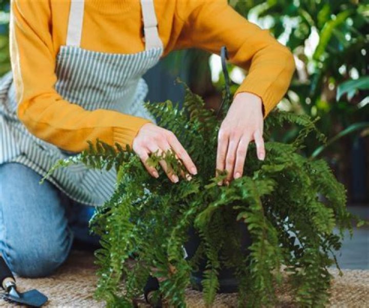 Can I prune a Pieris?