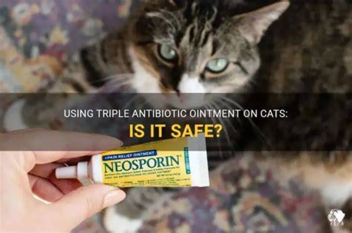 Can I put antibiotic ointment on my cat?