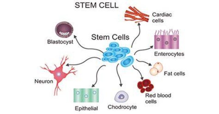Can I sell my stem cells?
